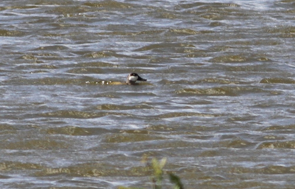 Ruddy Duck - ML42981101