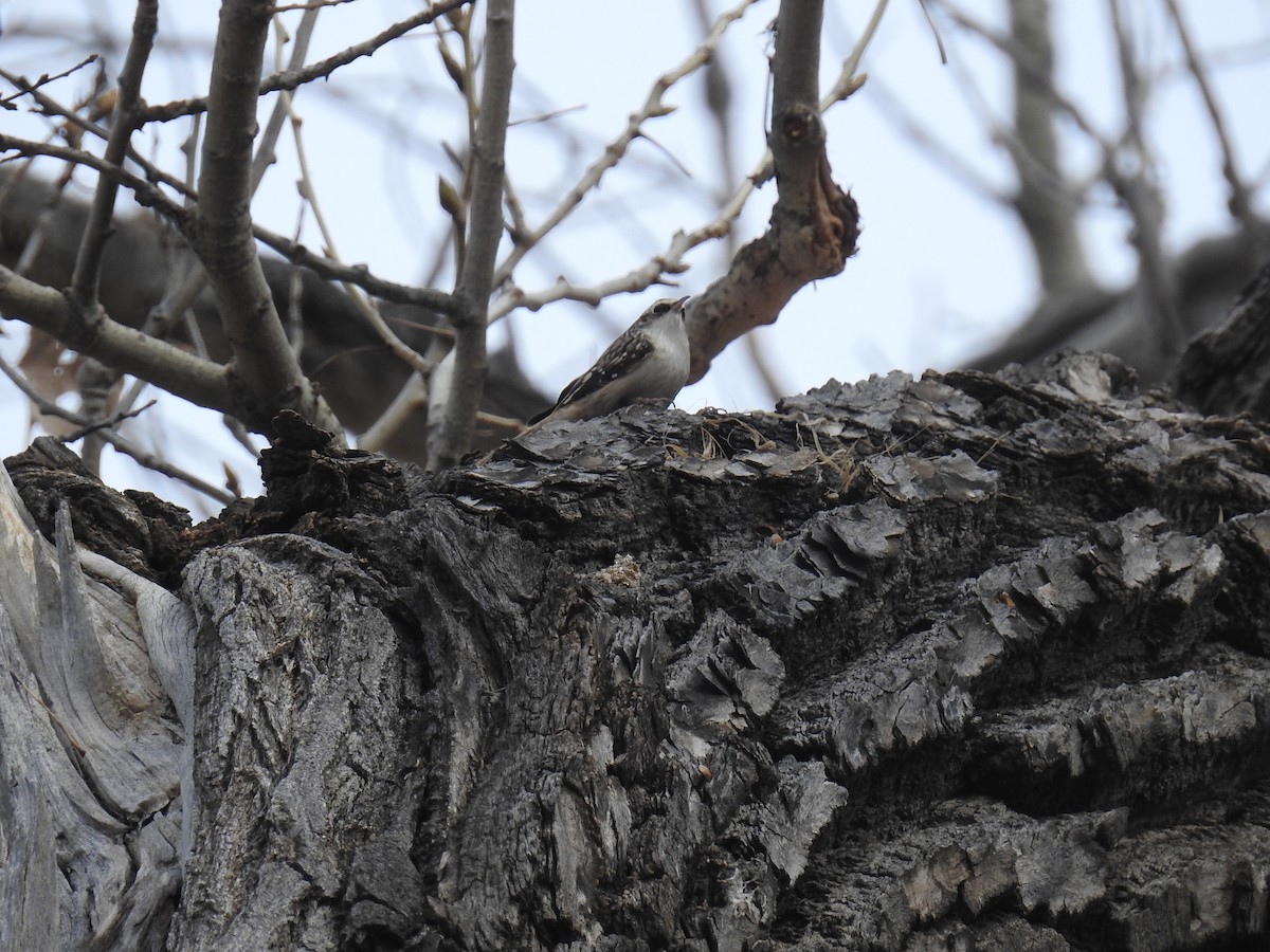 Brown Creeper - Bob Nieman