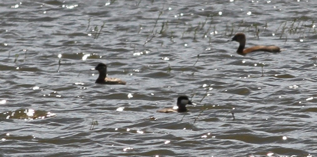 Ruddy Duck - ML42981141