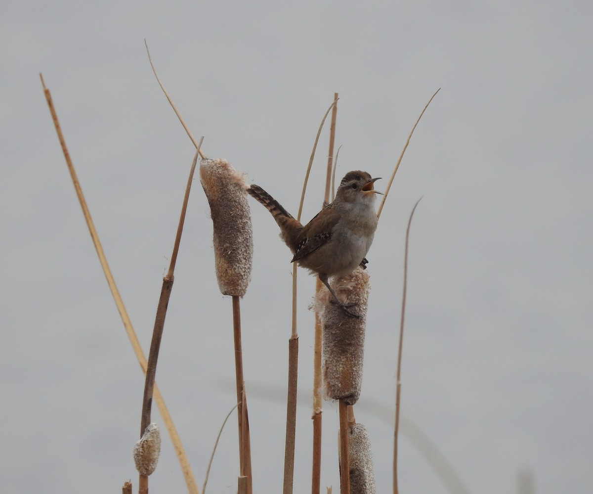 ハシナガヌマミソサザイ - ML429811821