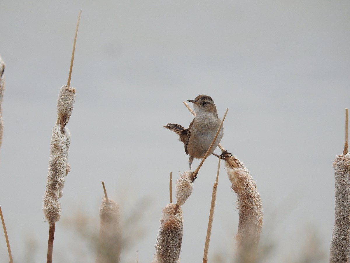 ハシナガヌマミソサザイ - ML429812231
