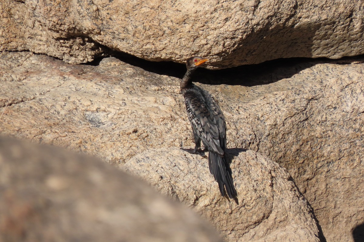 Long-tailed Cormorant - ML429812981