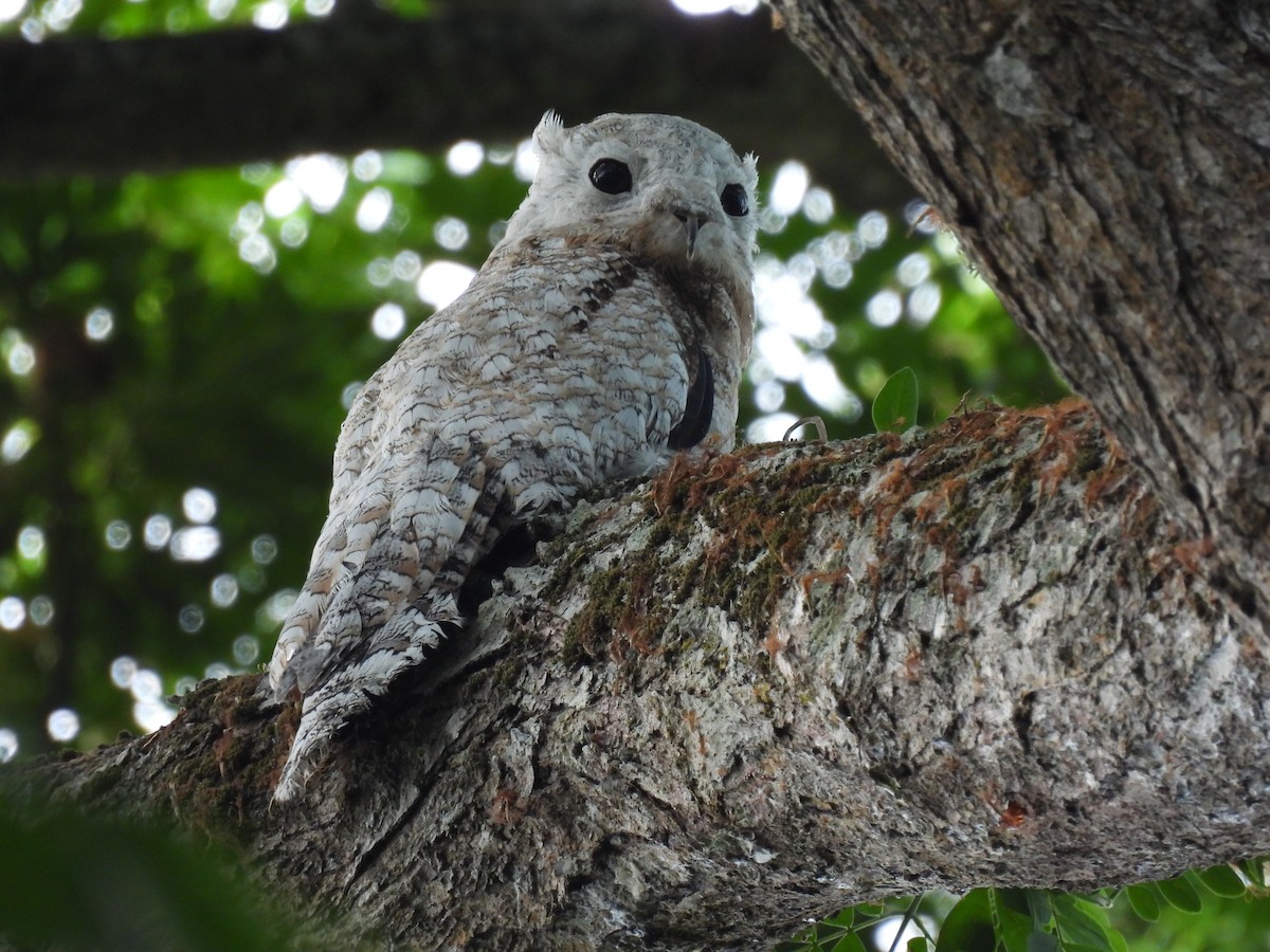 Great Potoo - ML429814371