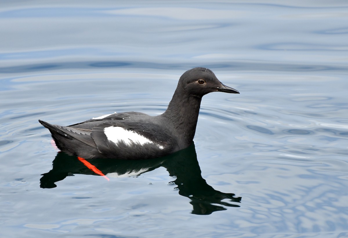 Pigeon Guillemot - ML429815081