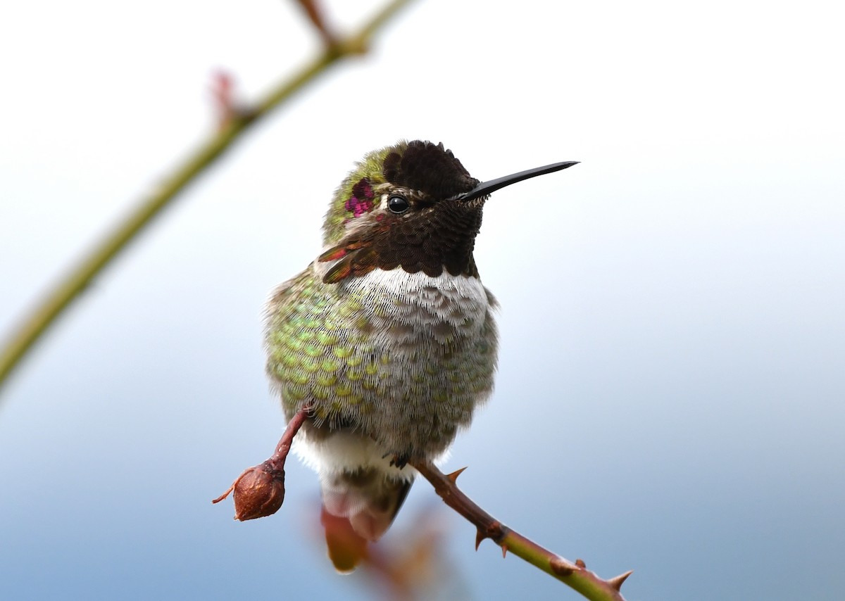 Anna's Hummingbird - ML429815371