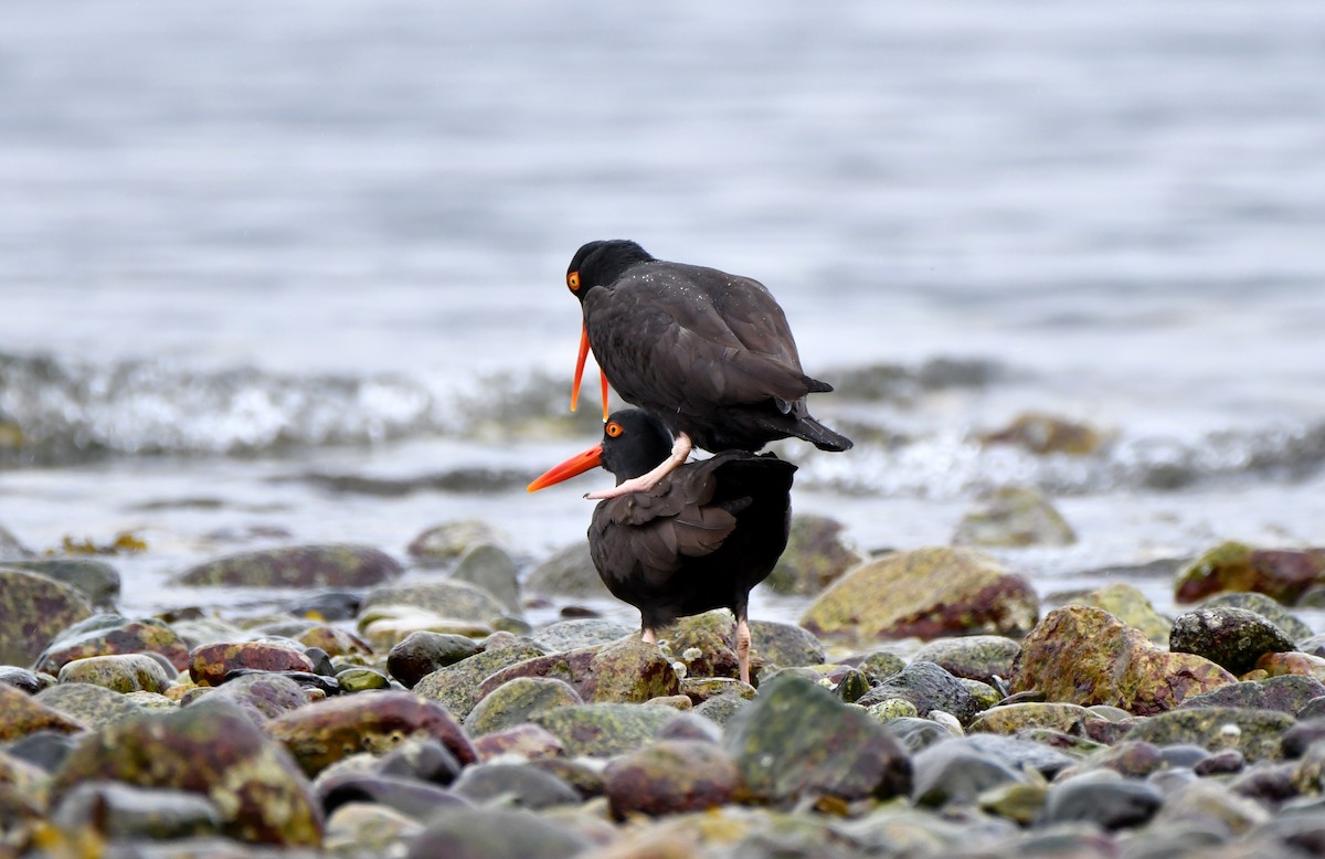 Black Oystercatcher - ML429815631