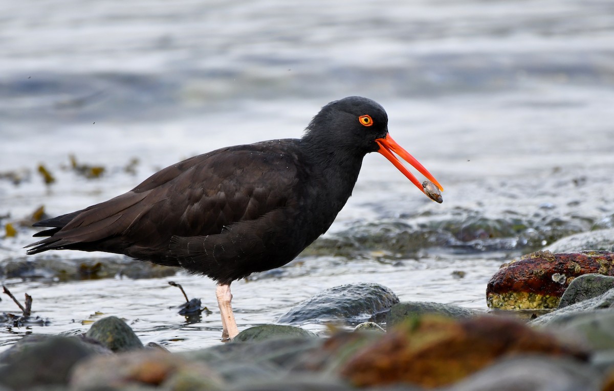 Black Oystercatcher - Stéphane Barrette