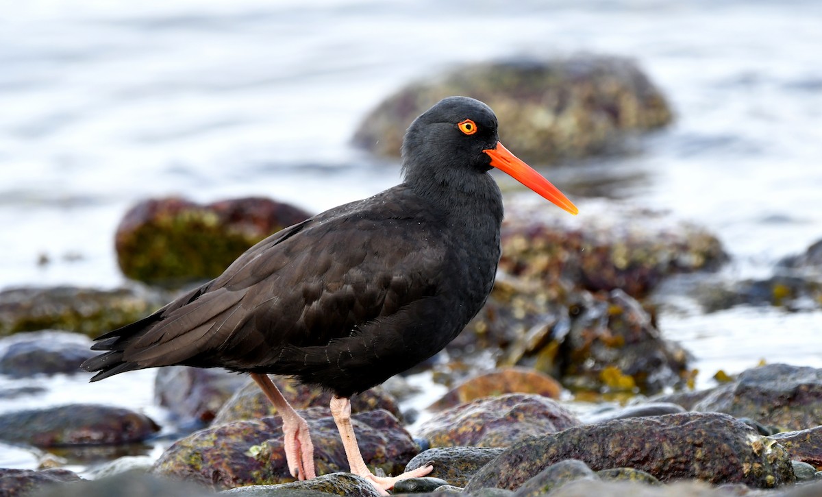 Black Oystercatcher - ML429815651