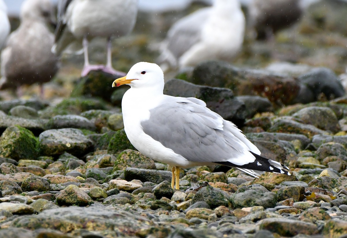 California Gull - Stéphane Barrette