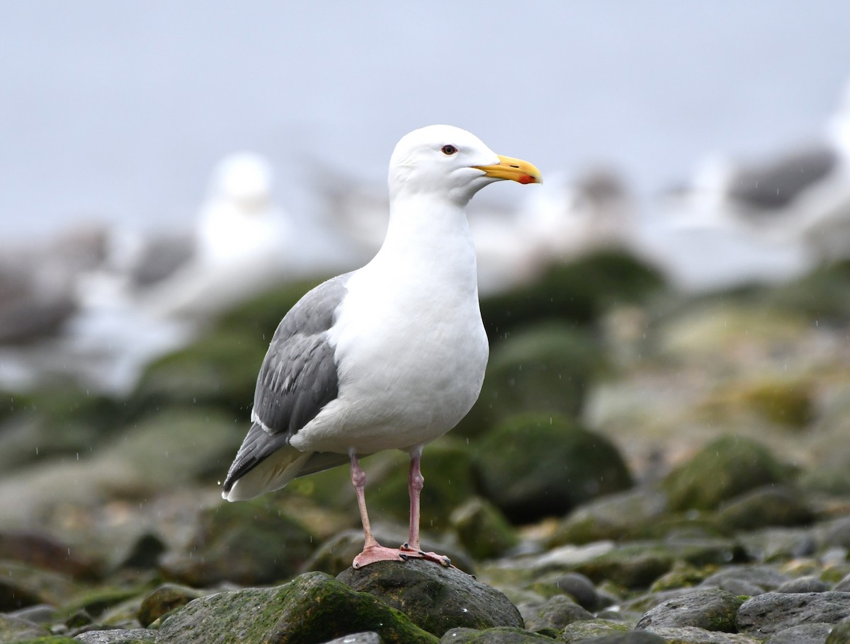 Glaucous-winged Gull - ML429815731