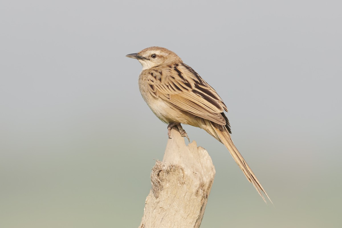 Striated Grassbird - Sharif Uddin