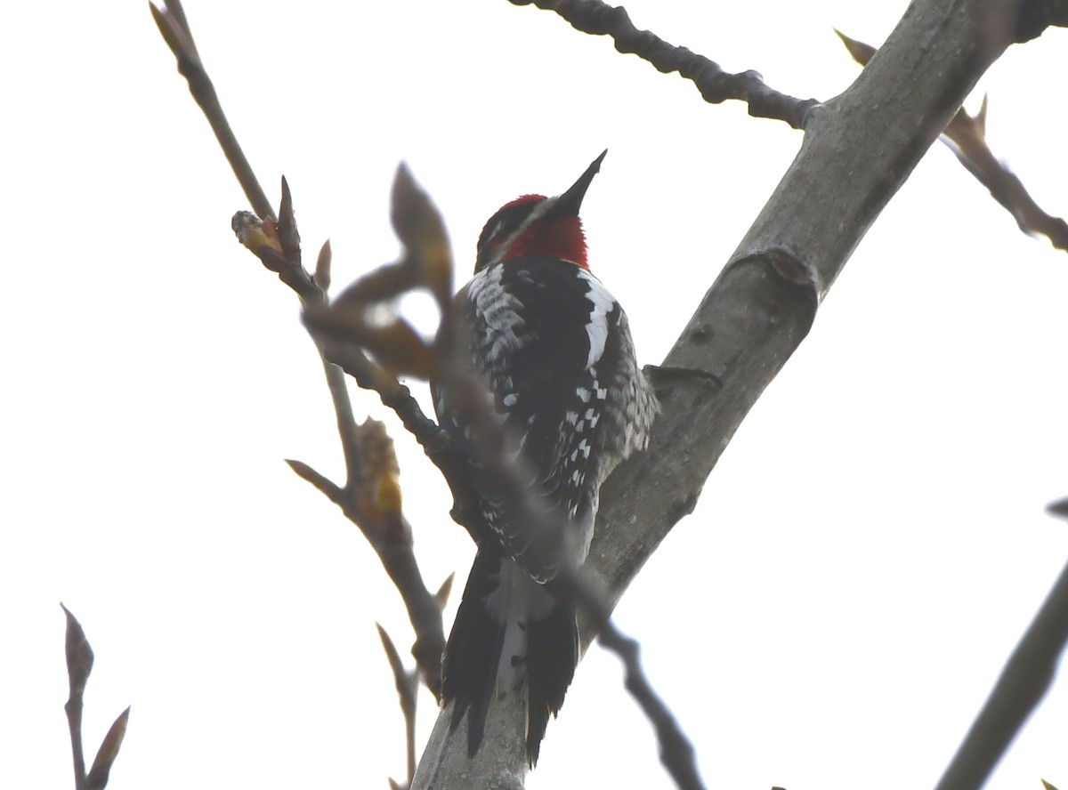 Red-naped Sapsucker - ML429815771