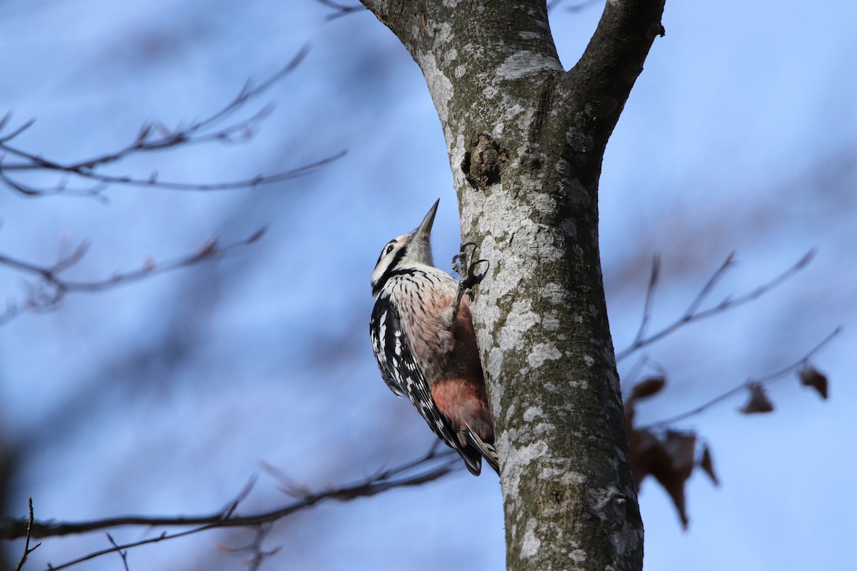 White-backed Woodpecker - ML429816711
