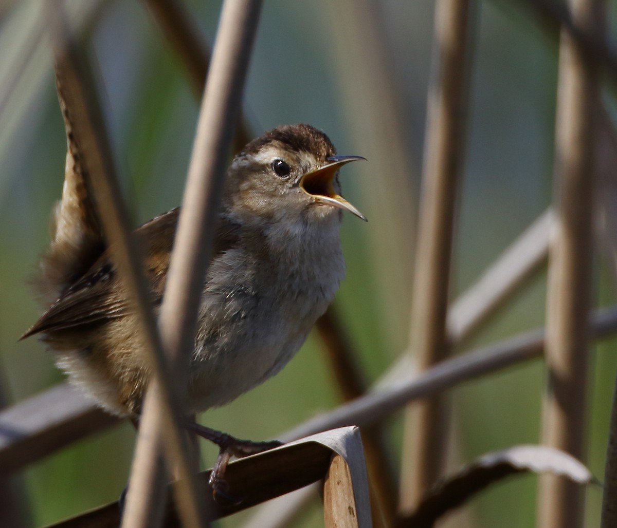 Marsh Wren - ML429816751