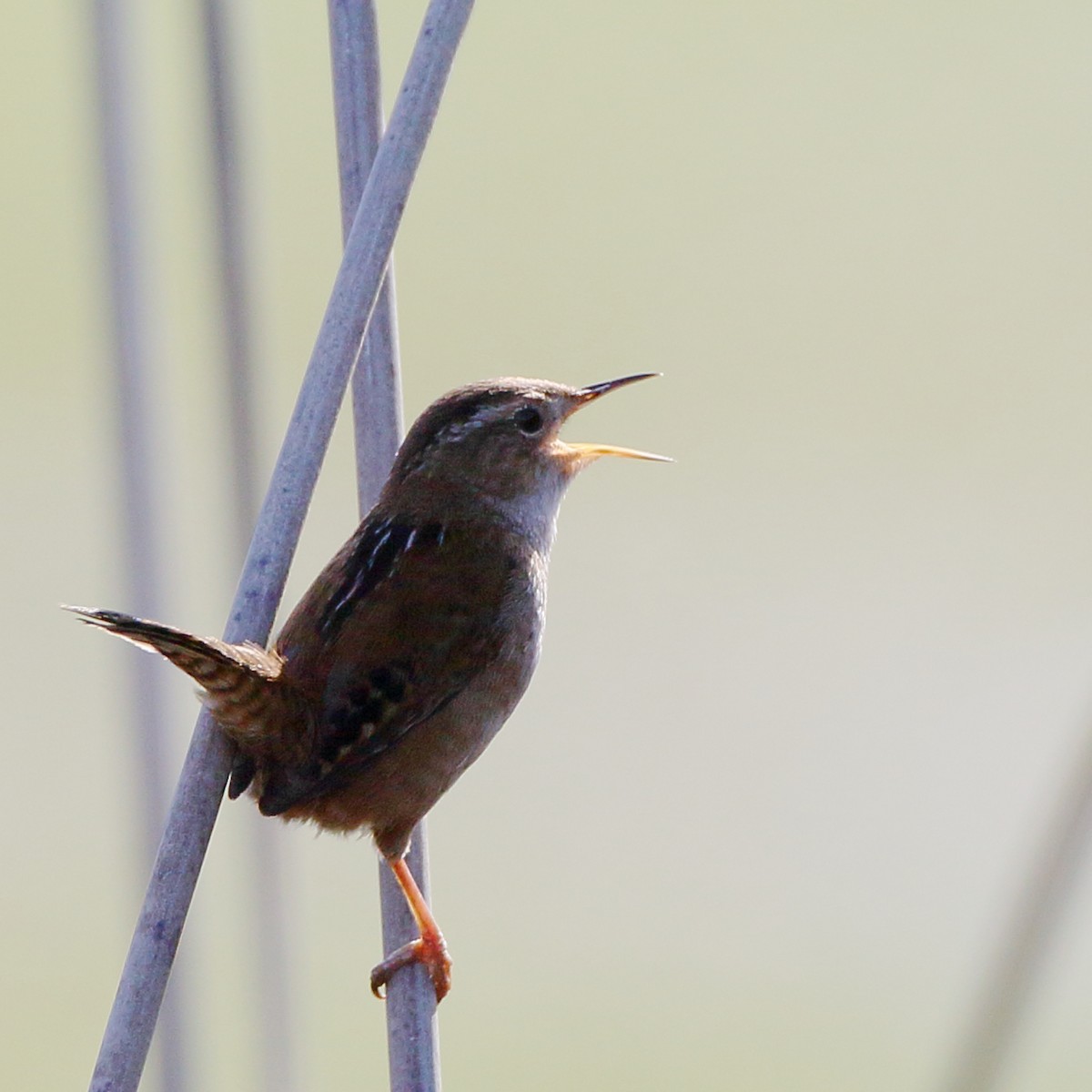 Marsh Wren - ML429816761