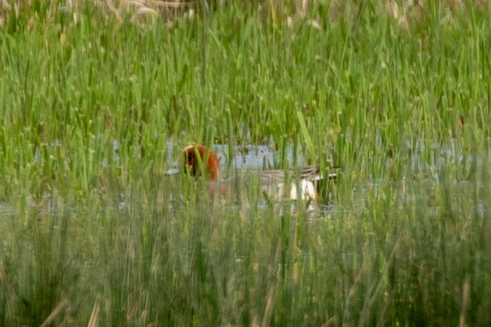 Eurasian Wigeon - ML429817141