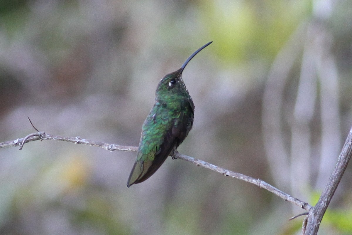 fløyelsbrystkolibri - ML429817201