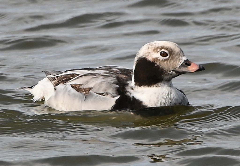 Long-tailed Duck - Steve Davis