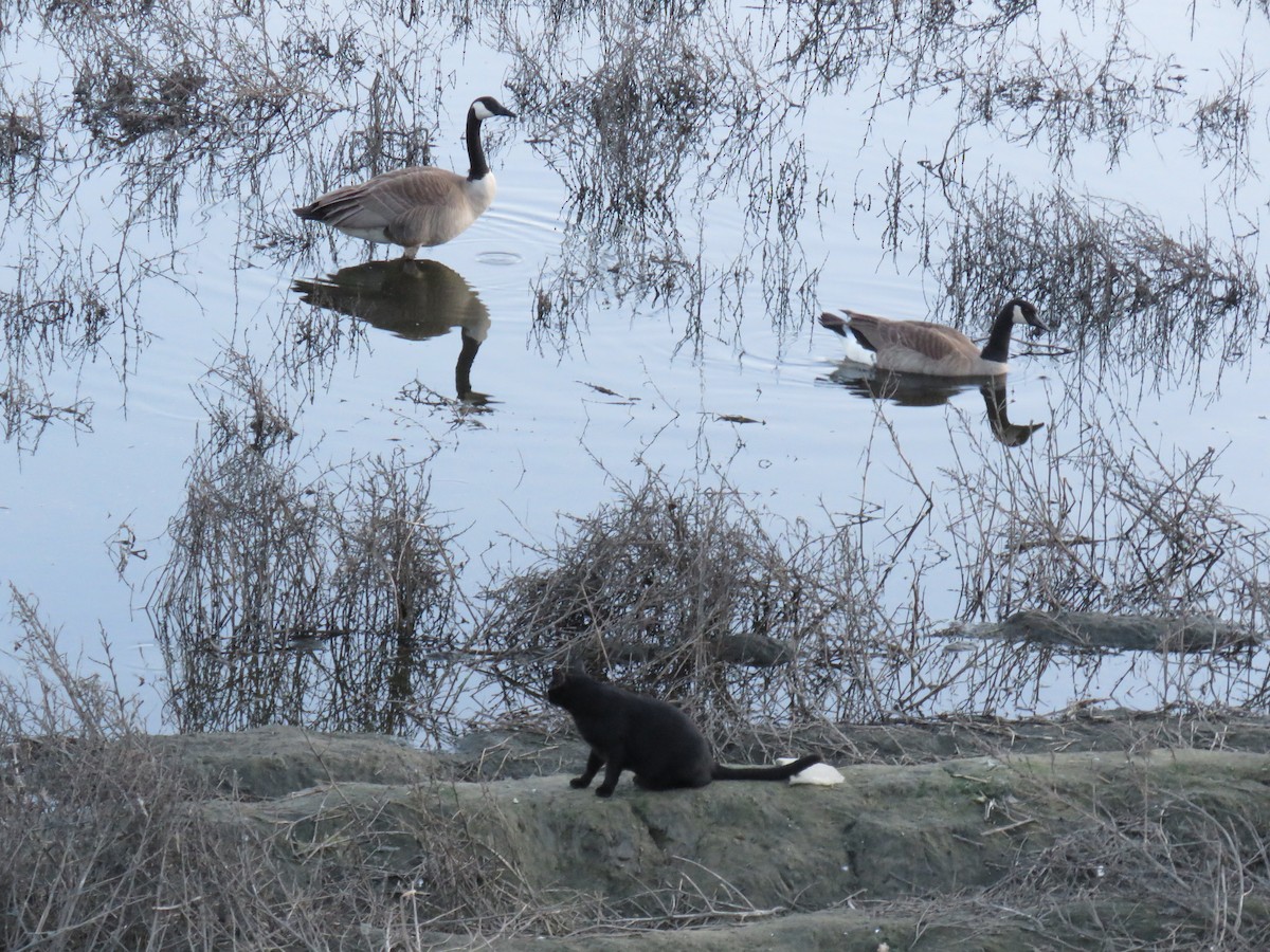 Canada Goose - ML429818381