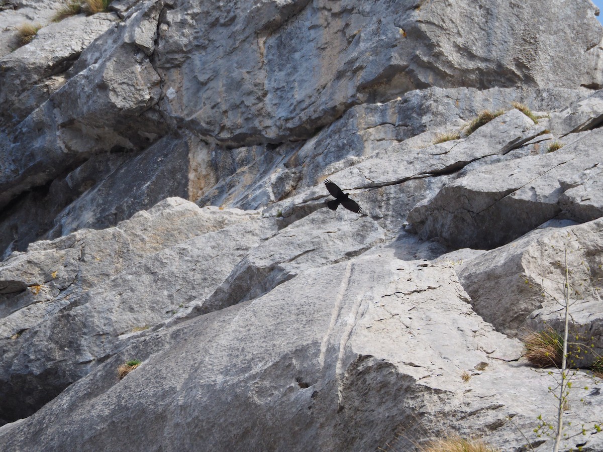 Yellow-billed Chough - ML429819531