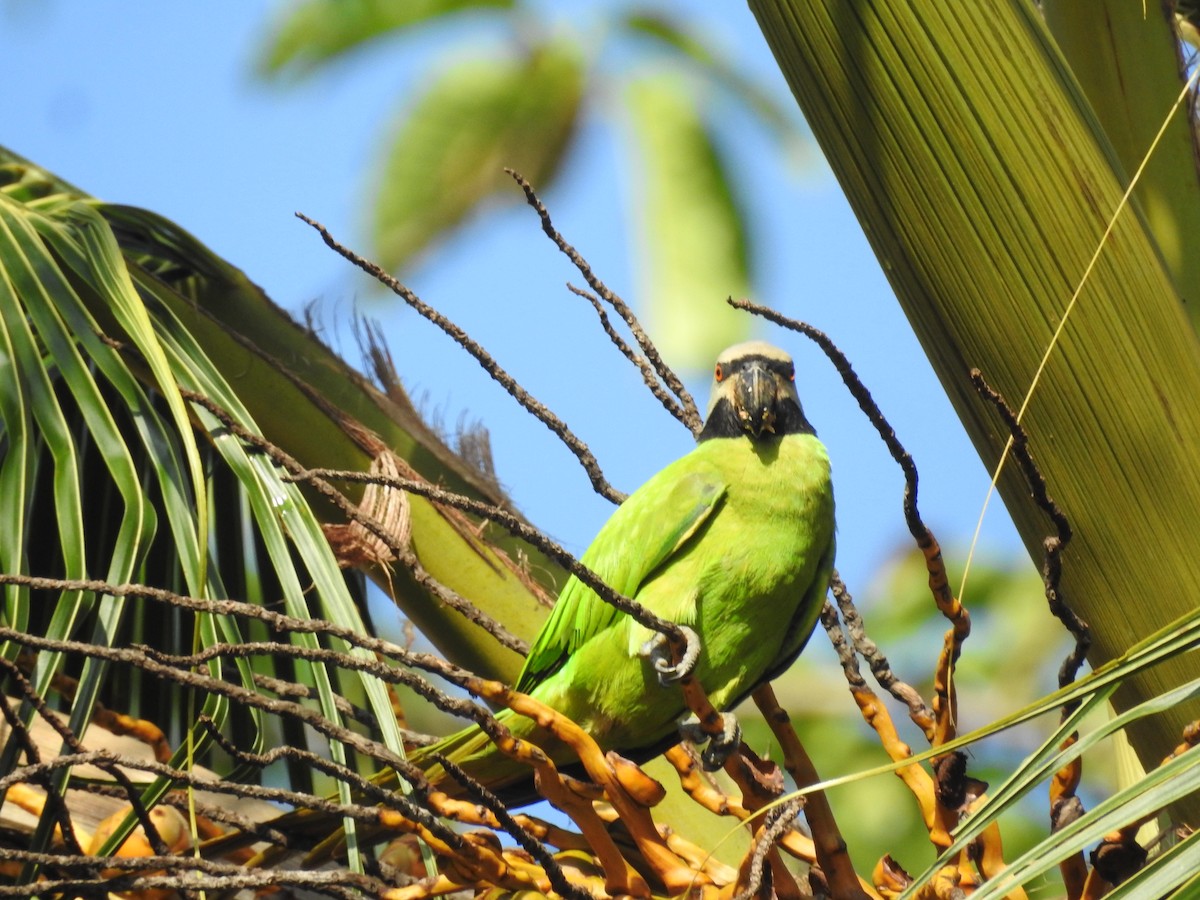 Nicobar Parakeet - ML429820761