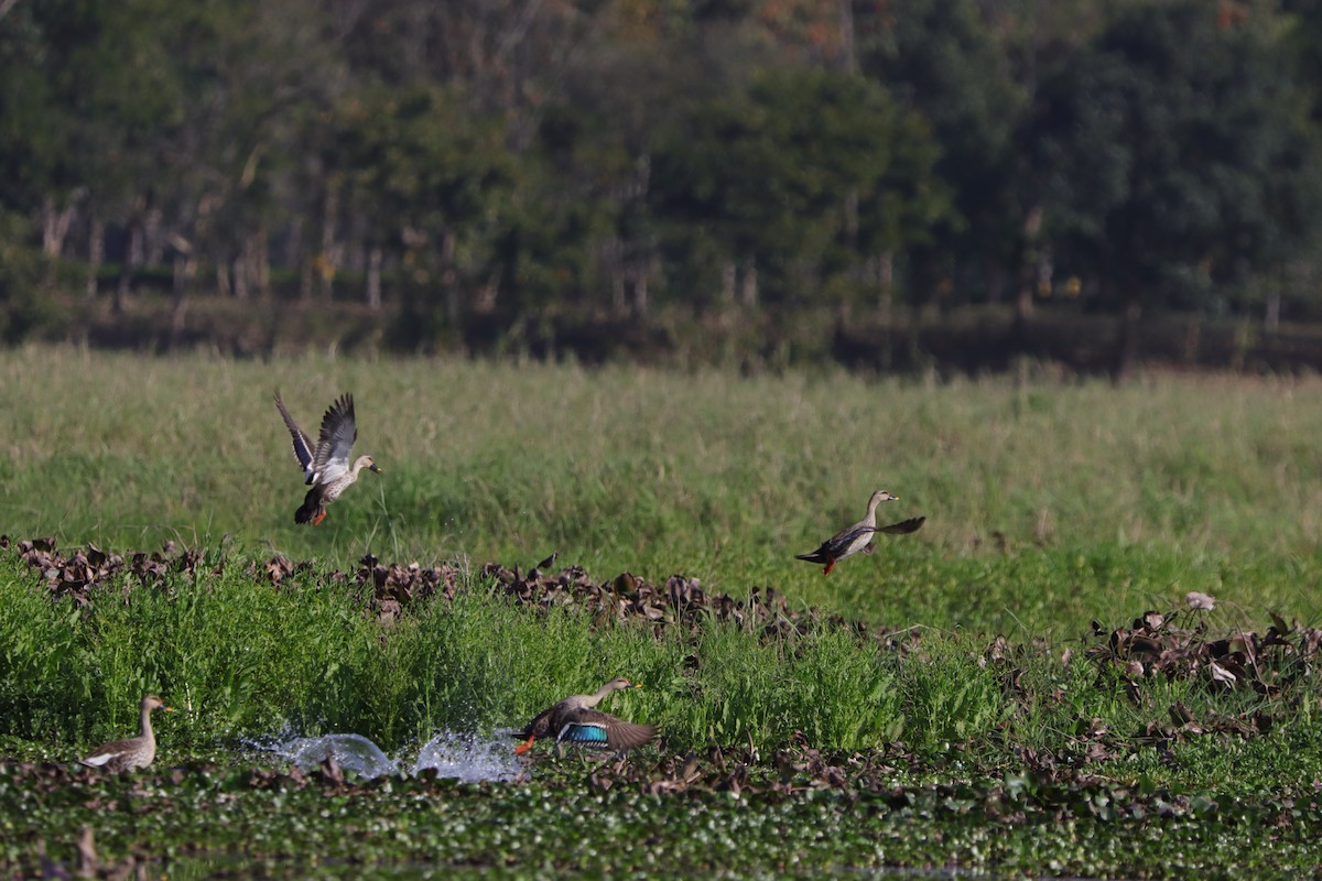 Indian Spot-billed Duck - ML429820791
