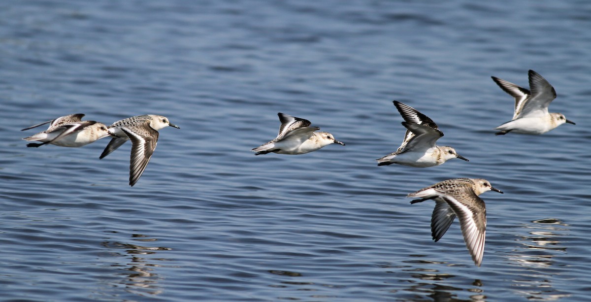 Bécasseau sanderling - ML42982101