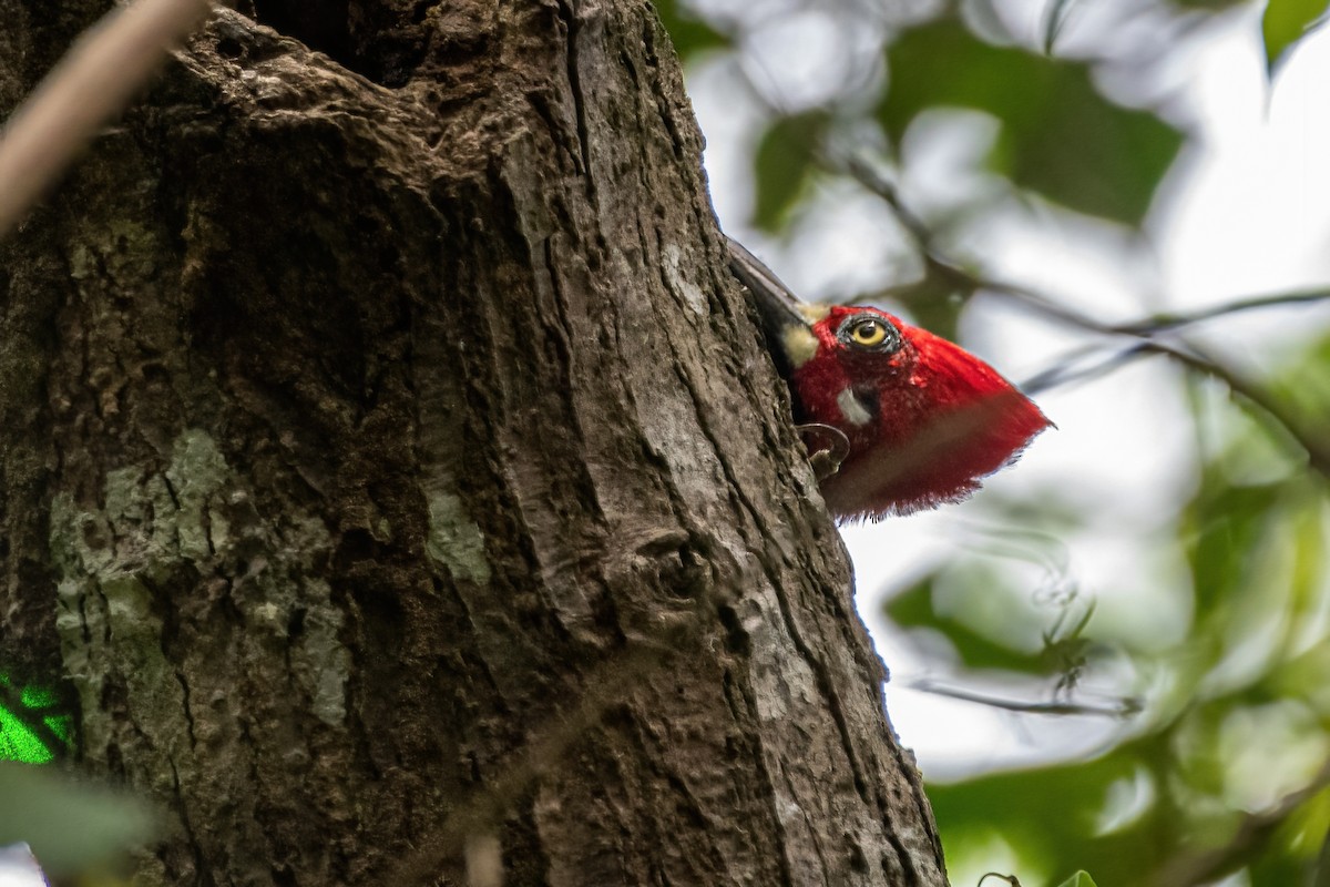 Crimson-crested Woodpecker - ML429822481