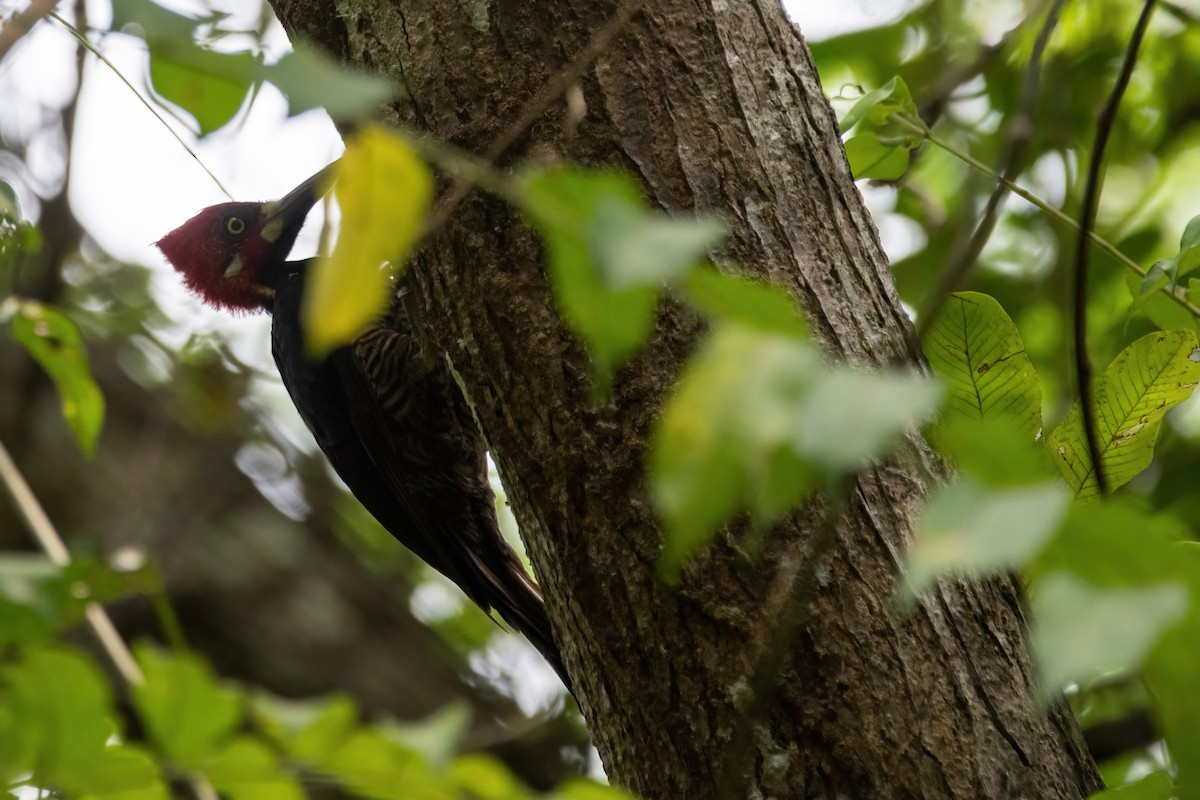 Crimson-crested Woodpecker - ML429822491