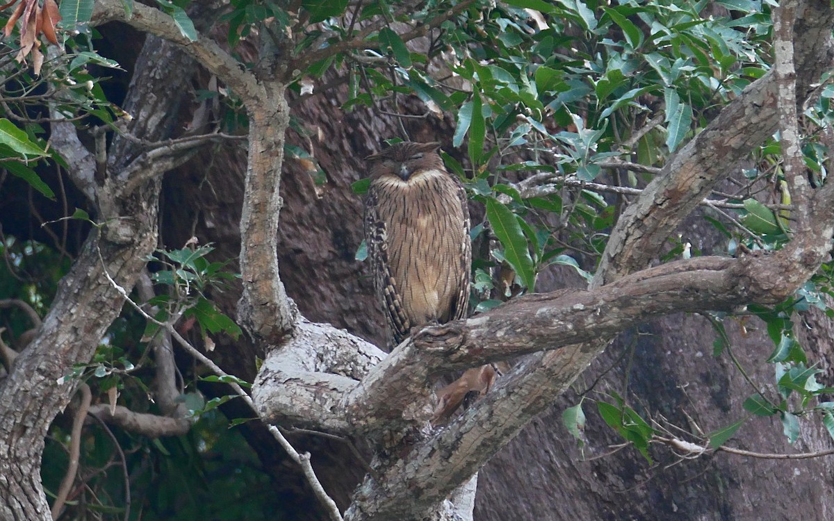 Brown Fish-Owl - Sandeep Biswas