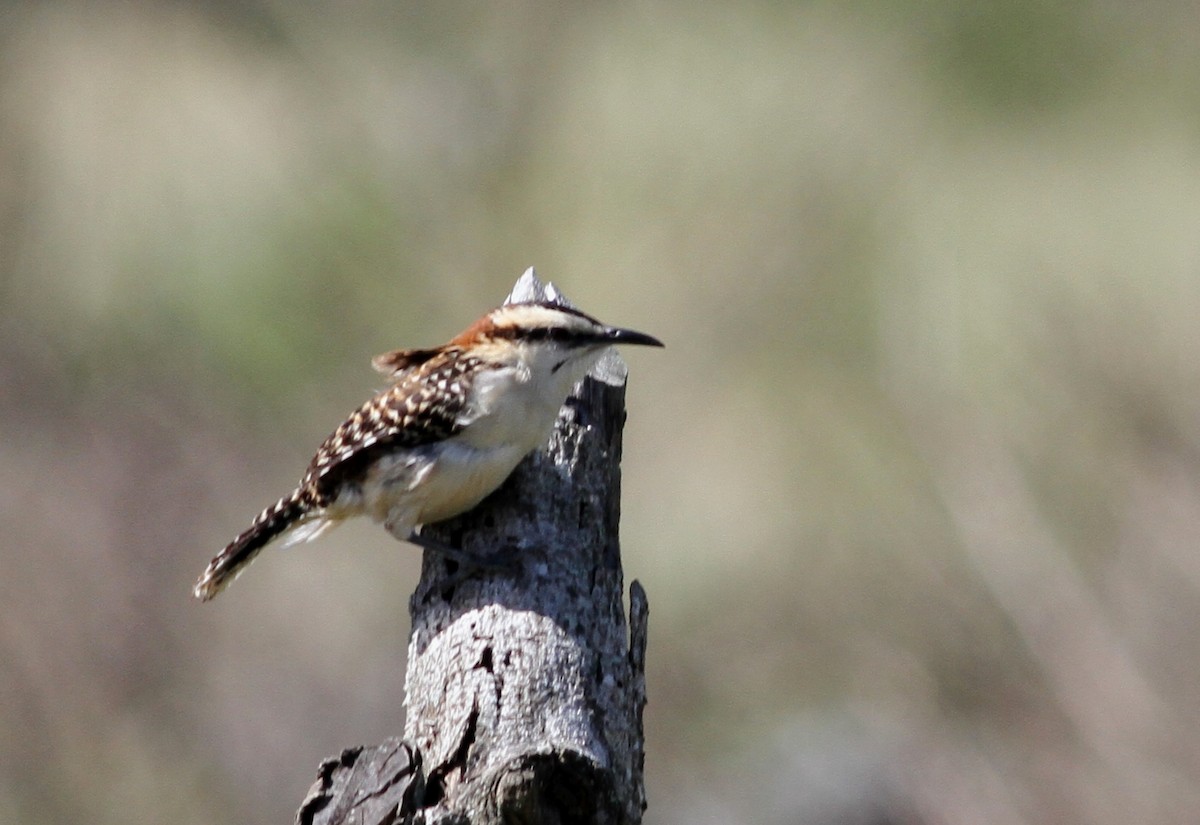 Rufous-naped Wren - ML42982371