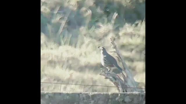 California Quail - ML429824251