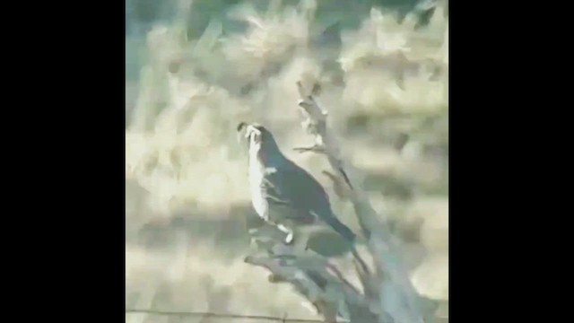 California Quail - ML429824281