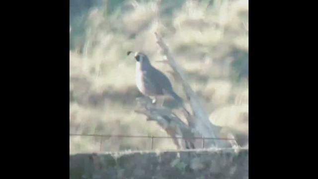 California Quail - ML429824321