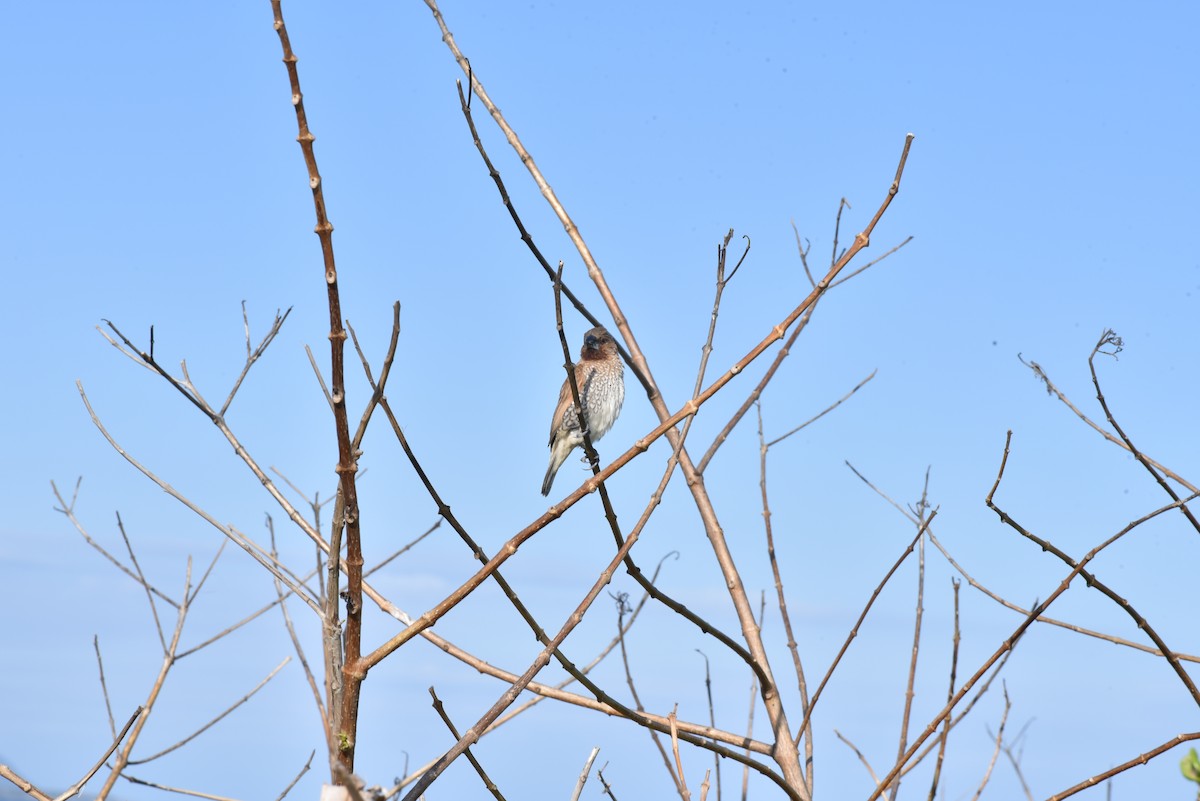 Scaly-breasted Munia - ML429826301