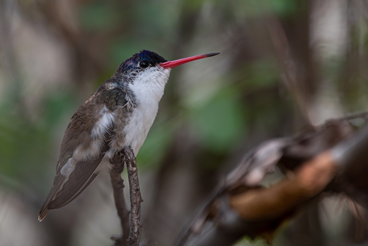 Violet-crowned Hummingbird - Alex Castelein