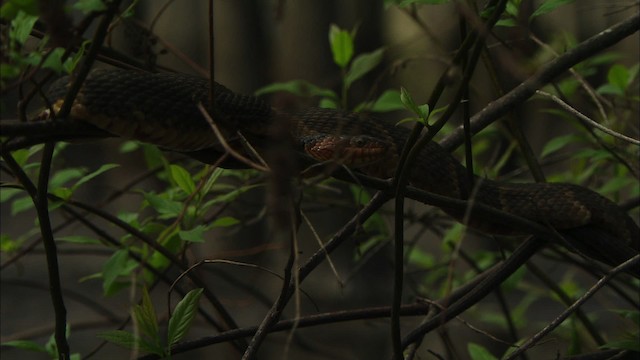 Southern Water Snake - ML429827