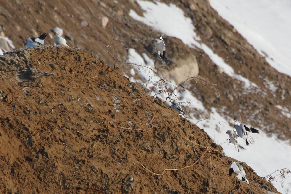 Snow Bunting - Carina Kurz