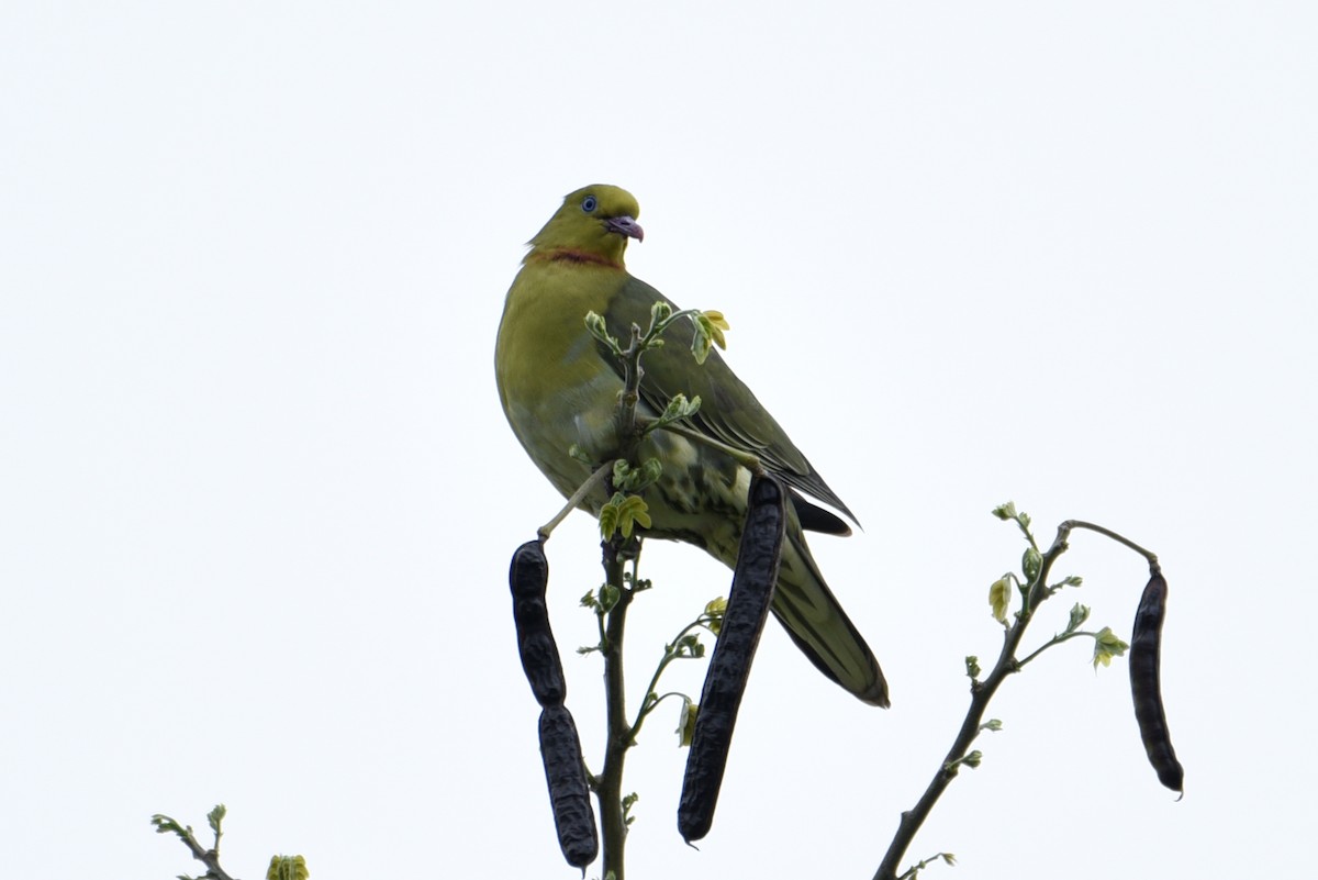 White-bellied Green-Pigeon - ML429827571