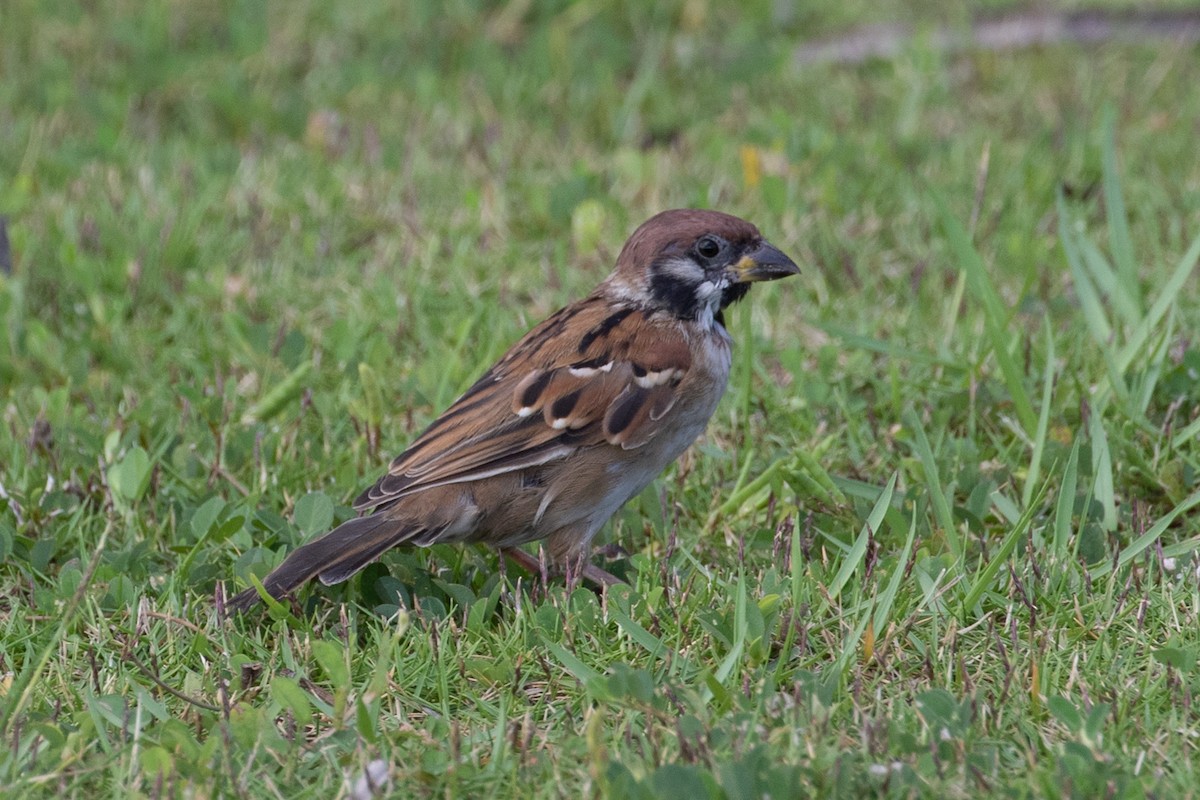 Eurasian Tree Sparrow - ML429828011