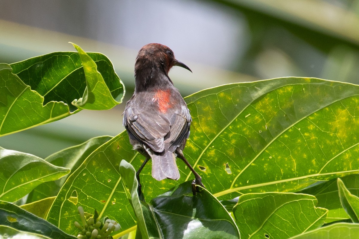 Micronesian Myzomela - ML429828221