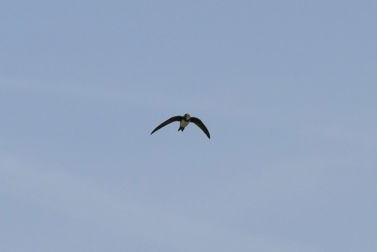 Alpine Swift - Jose M. Criado