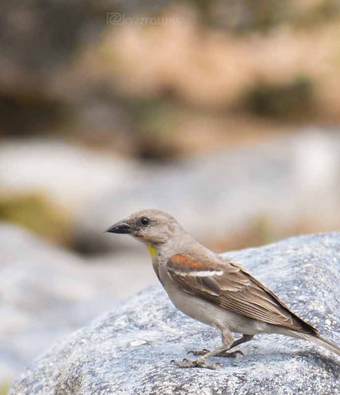 Yellow-throated Sparrow - ML429830381
