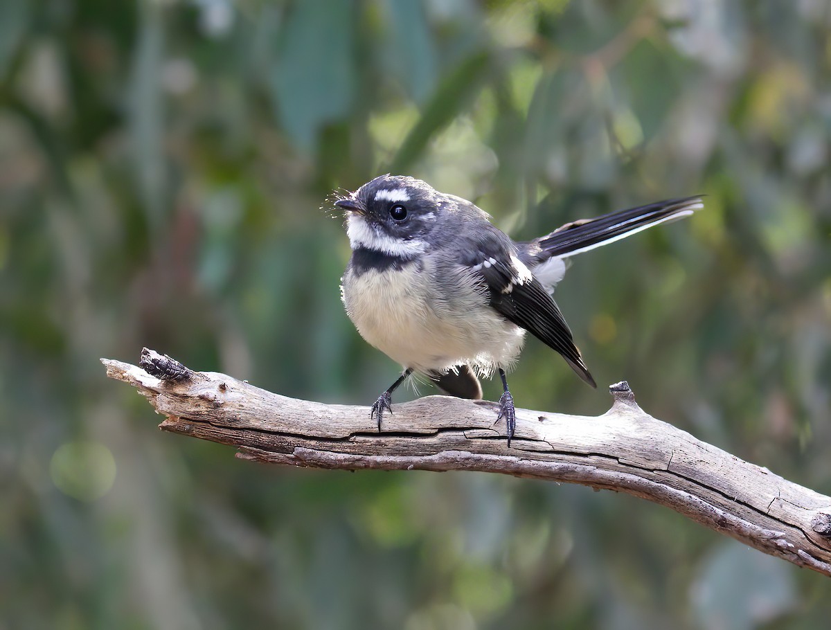 Gray Fantail (albiscapa) - ML429831901
