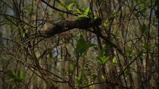 Southern Water Snake - ML429832