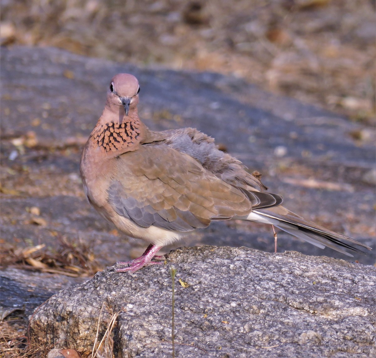 Laughing Dove - ML429832101