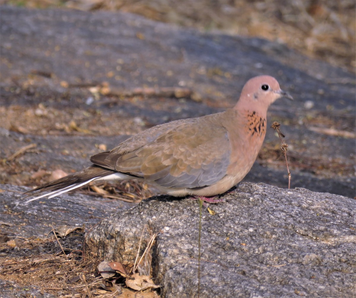 Laughing Dove - ML429832121