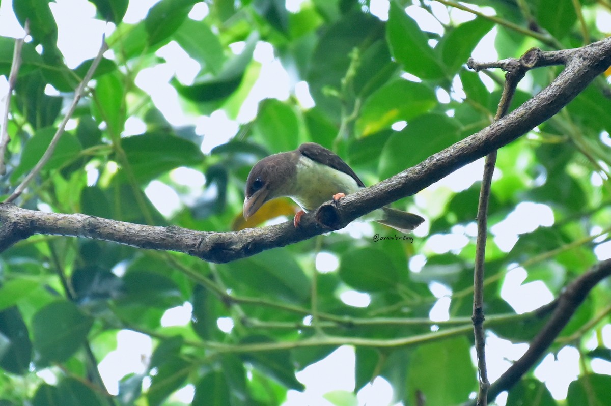 Sooty Barbet - ML429832221
