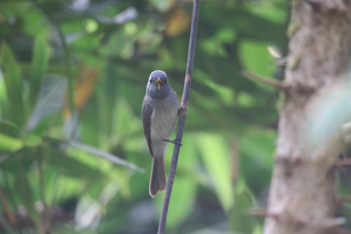 Black-naped Monarch - ML429833081