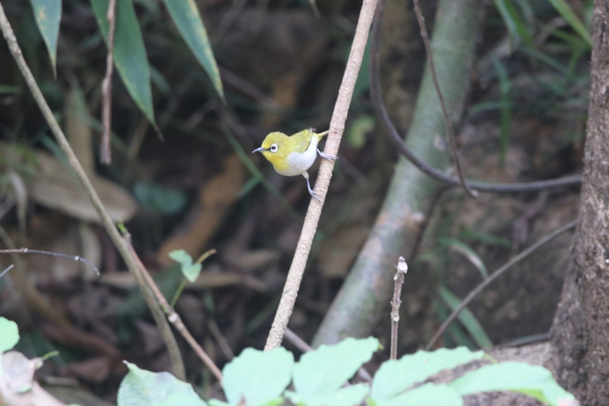 Indian White-eye - ML429833111